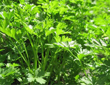 Біодобриво «добриво»