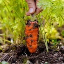 Біодобриво «добриво»