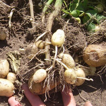 Біодобриво «добриво»