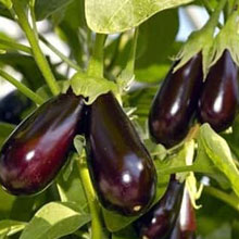 Біодобриво «добриво»